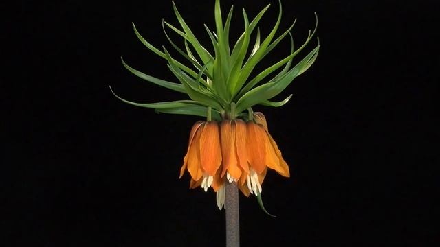 Fritillaria imperialis (Liliaceae), Kaiserkrone, crown imperial, corona imperialis, trilingual 2014 смотреть онлайн