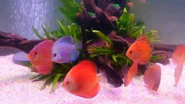 My lovely discus