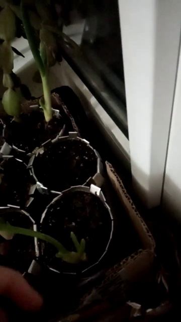 Лук встал! смотреть онлайн