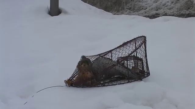 Кавкон смотреть онлайн