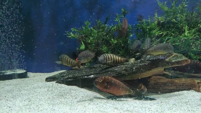 Tropheus Brichardi Bulombora and Moorii Golden Kazumba. Трофеусы Буломбора и Голден Казумба. смотреть онлайн