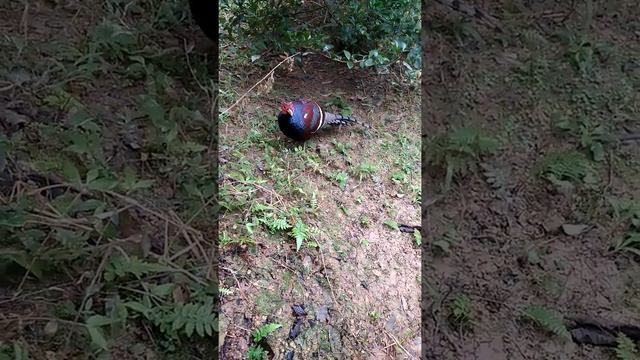 Mrs Hume's Pheasant Angam kamodang Manipur