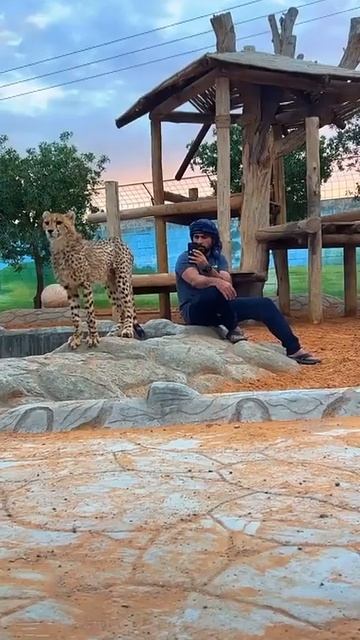 تصوير احترافي للفهد()Professional grooming of the leopard