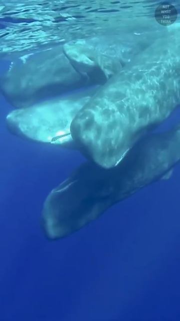 But What About the Fish?! #shorts смотреть онлайн