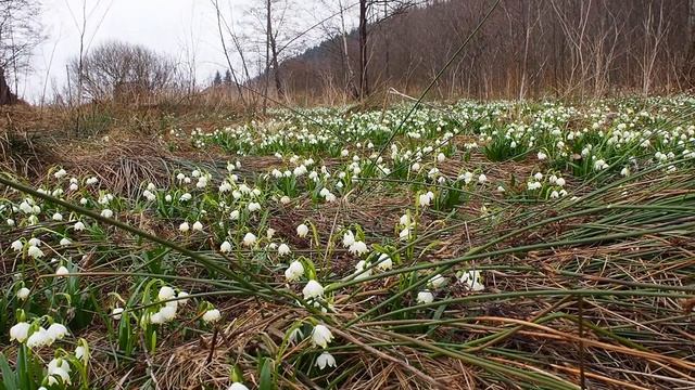 С.Підлісся.Рожнятівський район.Підсніжники,ліс,весна смотреть онлайн