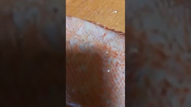 морской окунь с паразитами смотреть онлайн