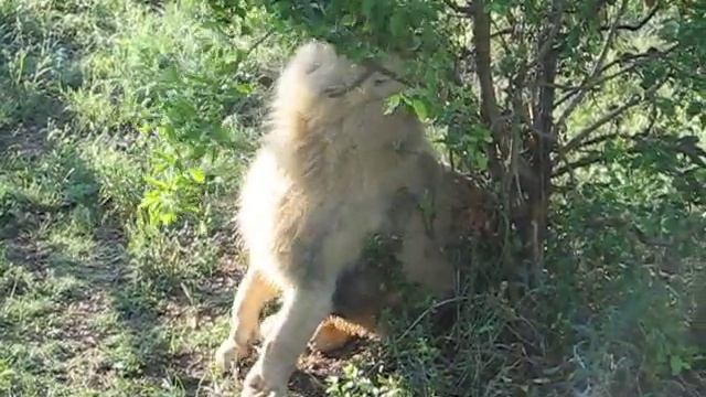 Лев и деревце