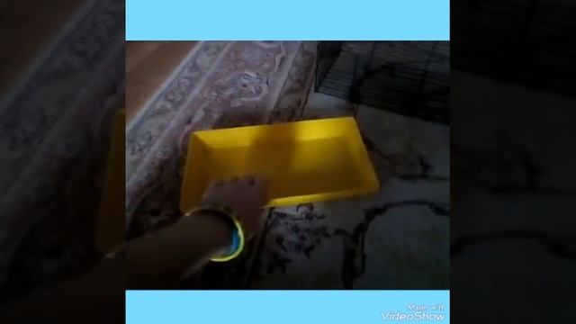 Первый обзор хомяка🐹