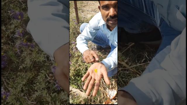 कंटकारी, भटकटैया, कटेरी, रेंगनी, रिंगिण सोलेनम ज़ैंथोकार्पम (Solanum xanthocarpum) смотреть онлайн