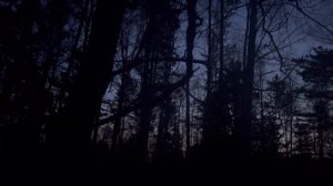 Охота на глухаря на току. Весна 2024