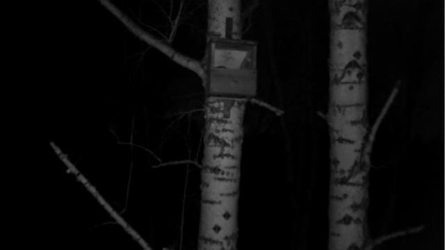 Длиннохвостая неясыть (Strix uralensis) в пустельжатнике смотреть онлайн