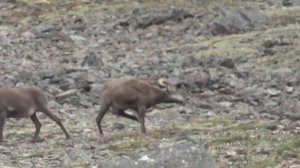 Путешествие в горы Якутии. Часть 7. К озеру Кнорий.