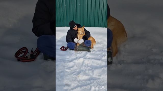 Алиса🦊🐕 смотреть онлайн
