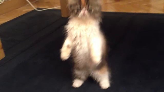 Little furball Lilly Vanilli tries to pounce and does something unexpected смотреть онлайн