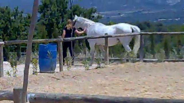 Hipica maigmo смотреть онлайн