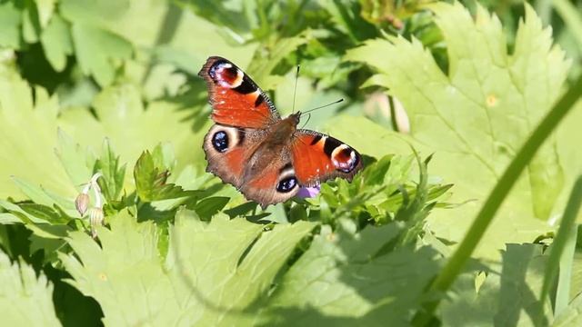ハクサンフウロを吸蜜するクジャクチョウ Inachis io on Geranium yesoemse var. nipponicum смотреть онлайн