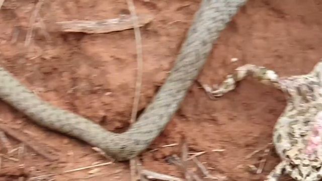 Змея обедает лягушкой смотреть онлайн