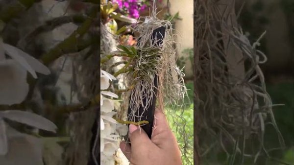 Dendrobium Cretaceum super aromatica very fragrant orchid