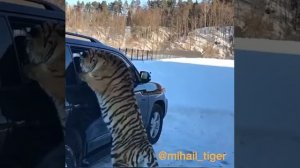 Тигр в машине?
