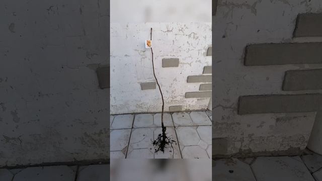 Посылка из #агромаркета или почему я больше не буду заказывать на этом сайте! смотреть онлайн