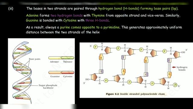 Double helix model of DNA смотреть онлайн