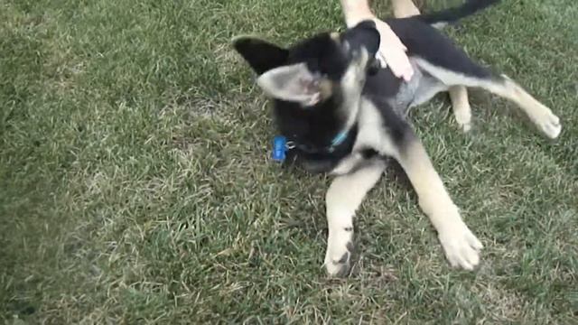 Celia The German Shepherd (As a Puppy) смотреть онлайн