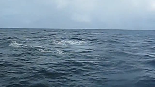 Горбатые киты залив Самана Атлантика смотреть онлайн