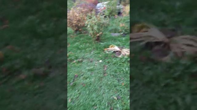 Октябрь уж наступил. Прогулка по саду. смотреть онлайн