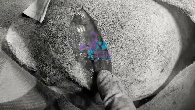 Corrección de Hernia Perineal. смотреть онлайн