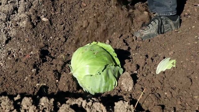 КАК ПРАВИЛЬНО СОБРАТЬ СОБСТВЕННЫЕ СЕМЕНА БЕЛОКОЧАННОЙ КАПУСТЫ смотреть онлайн