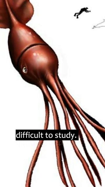The Elusive Giant Squid: Mysterious Creature of the Deep Ocean 🦑 #GiantSquid #SeaMonster #Mystery смотреть онлайн