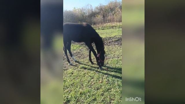 Кирида 2022 г.р.(Козырь 18 трак. - Кассиопея увп). Продаётся. смотреть онлайн