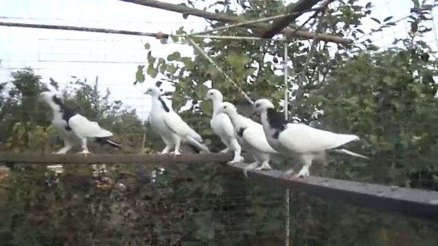 бакинские черношейки смотреть онлайн