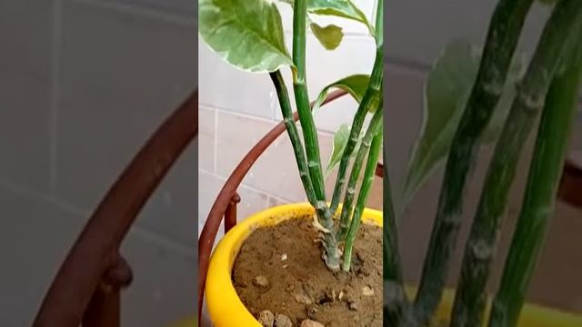 Devil,s backbone ,zig zag plant care смотреть онлайн