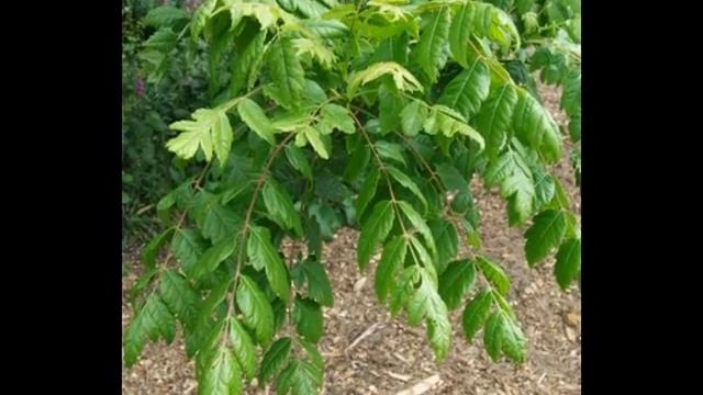 Koelreuteria Paniculata