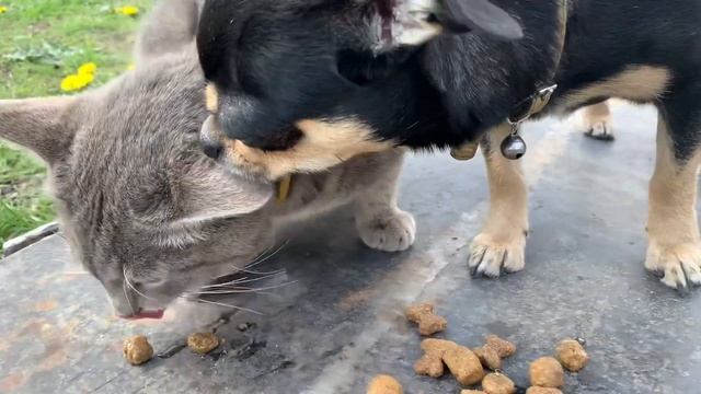 Тайна не раскрыта. Обед кота #кот #юмор #приколы #животные #чихуахуа #косточки #тайна #воскресение смотреть онлайн