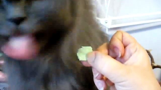 кот жрет жвачку.avi/ cat eats a bubble gum смотреть онлайн