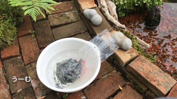 メダカの飼育の見た目の大敵アオミドロ！ミナミヌマエビ、ヤマトヌマエビ、ヒメタニシを大量導入したら、ビオトープが凄いことになった。ガーデニングの庭にDIYでめだかのビオトープ庭池を作ってみたPART５