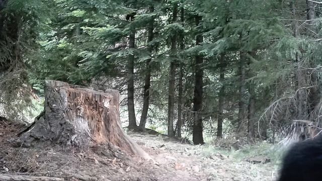 GardePro Trail Camera - Bear passing by on one of my Eastern Washington cameras. смотреть онлайн