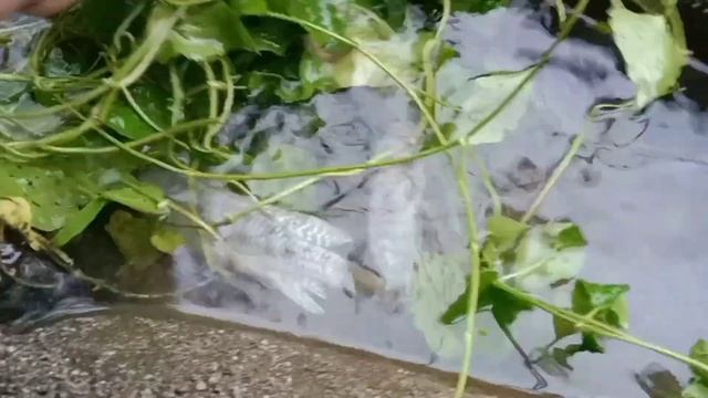 Tangkap ikan belut dan ikan lele besar, kepiting, lobster, kura-kura, ikan nila, ikan hias, udang смотреть онлайн
