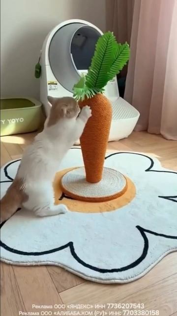 Кошачья когтеточка AliExpress смотреть онлайн