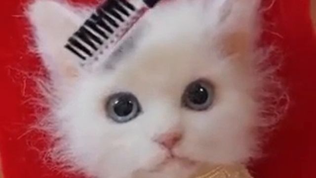 0537856d Eaea 4434 Bb23 340f323f6d4c