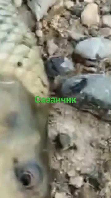 #shortsyoutube #sazanavi #рыбалка #узбекистане смотреть онлайн