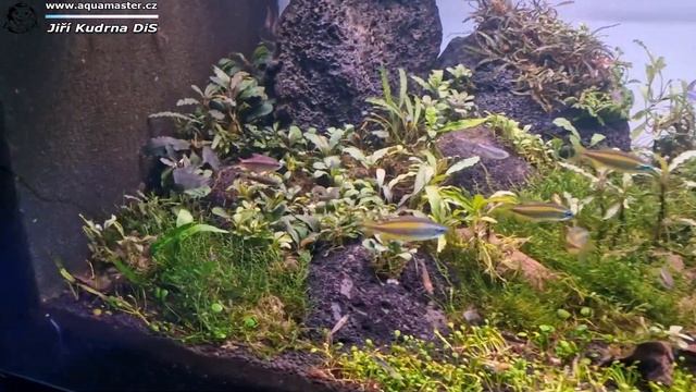 AQUAMASTER ShowRoom "Bucy Land" смотреть онлайн