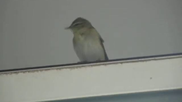 Mosquitero Musical - Phylloscopus Trochilus - Willow Warbler Se Cuela En Casa Y Se Libera Anillado.