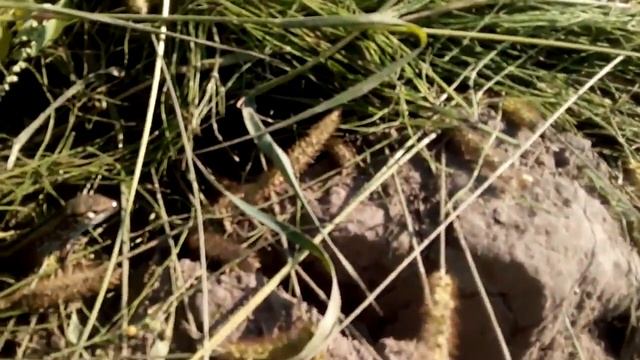 ящерица полевая смотреть онлайн