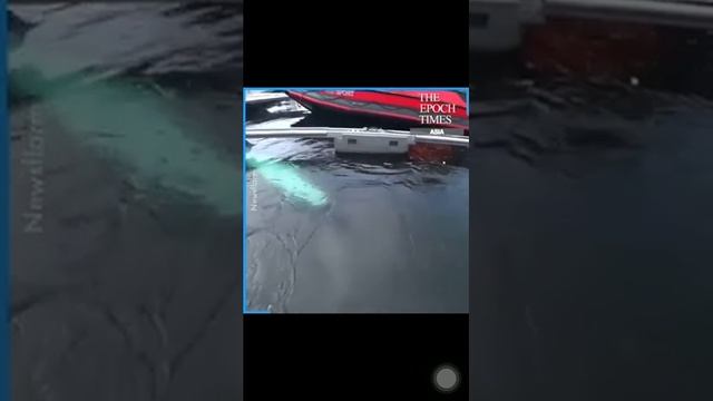 Russian spy beluga whale was found in norway смотреть онлайн