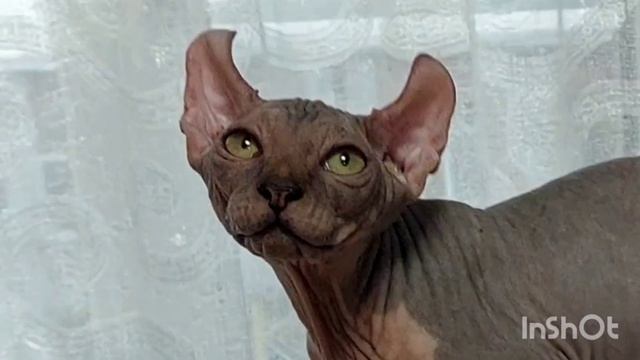 Игнасио покоритель сердец 💕💕