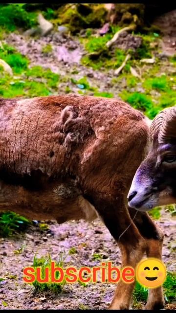 Can mouflon sheep? смотреть онлайн