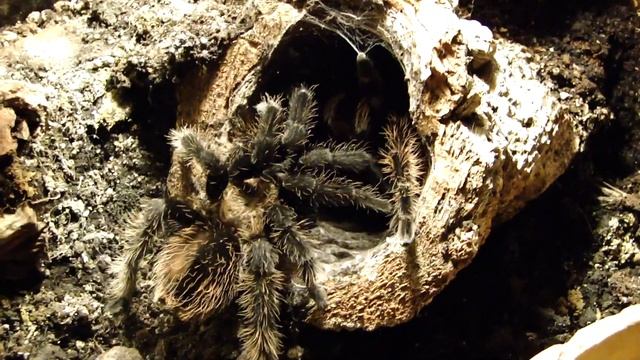 Brachypelma albopilosum Verpaarung (mating) смотреть онлайн